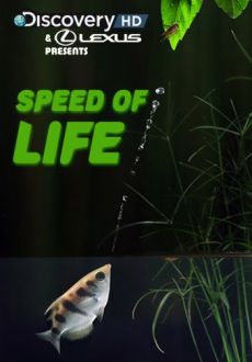 "Speed of Life" (2011) BRRip.XviD-FST